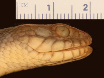 Media type: image;   Herpetology R-16006